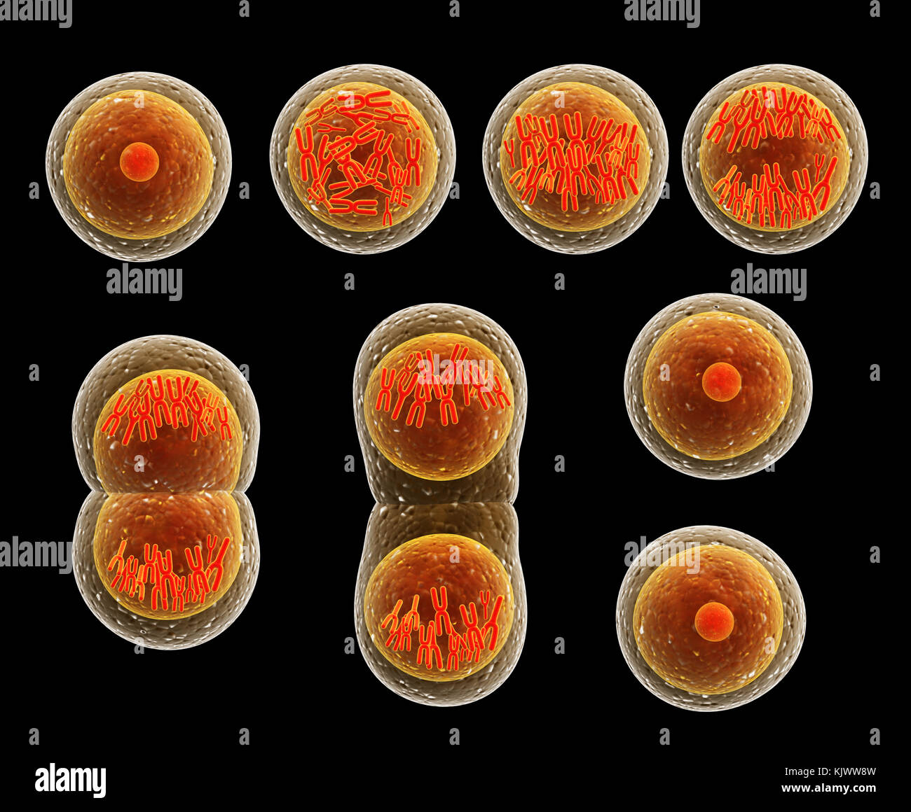 Mitose Prozess, Teilung der Zelle. Auf schwarzem Hintergrund isoliert. 3D-Rendering Stockfoto