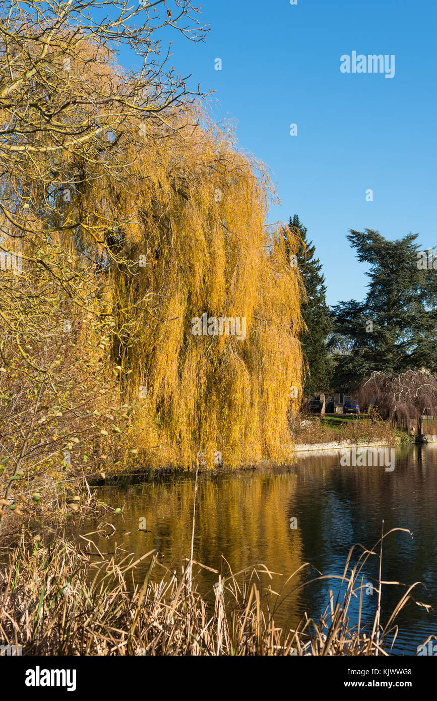 Eine goldene Trauerweide Baum im Herbst am Ufer des Hemingford Grey See, Cambridgeshire, England, UK. Stockfoto