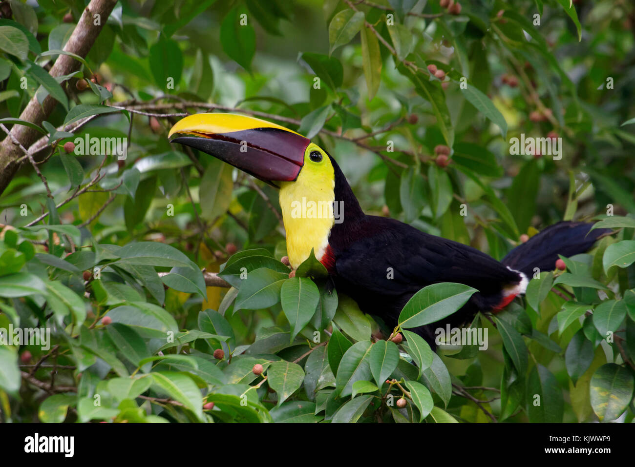 Kastanienbemandelter Toucan (Ramphastos ambiguus swainsonii) Im Foilage eines Baumes (Ficus) Stockfoto