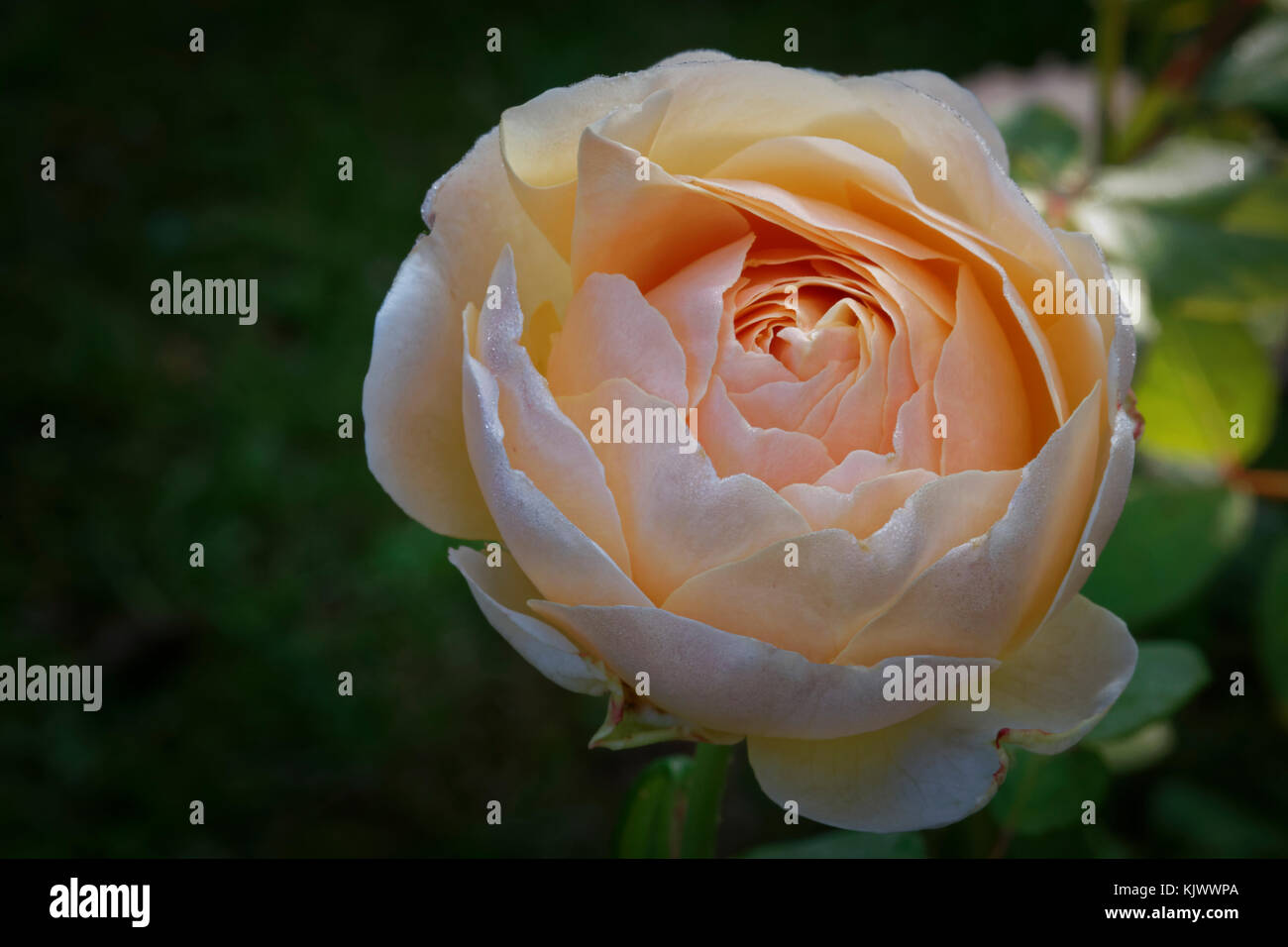 David C. H. Austin züchtete diese wunderschöne apricot, cremefarbene Englische Rose in Großbritannien mit 1989. Es hat einen starken Duft. Stockfoto