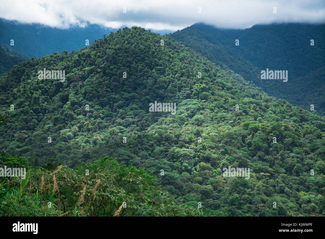 Der Regenwald in Costa Rica ist sehr dicht. Alles ist von Bäumen, Palmen und anderen Pflanzen bedeckt. Alle kämpfen um den besten Platz in der Sonne. Stockfoto