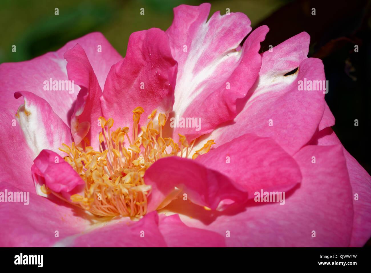 Die Rose mit dem Namen Eliza ist eine mittelrosa Hybride Teerose, die von Wilhelm Kordes III. 1994 gezüchtet wird. Es kann für Betten und Bordüren verwendet werden. Ein anderer Name ist Eliza Freelander. Stockfoto