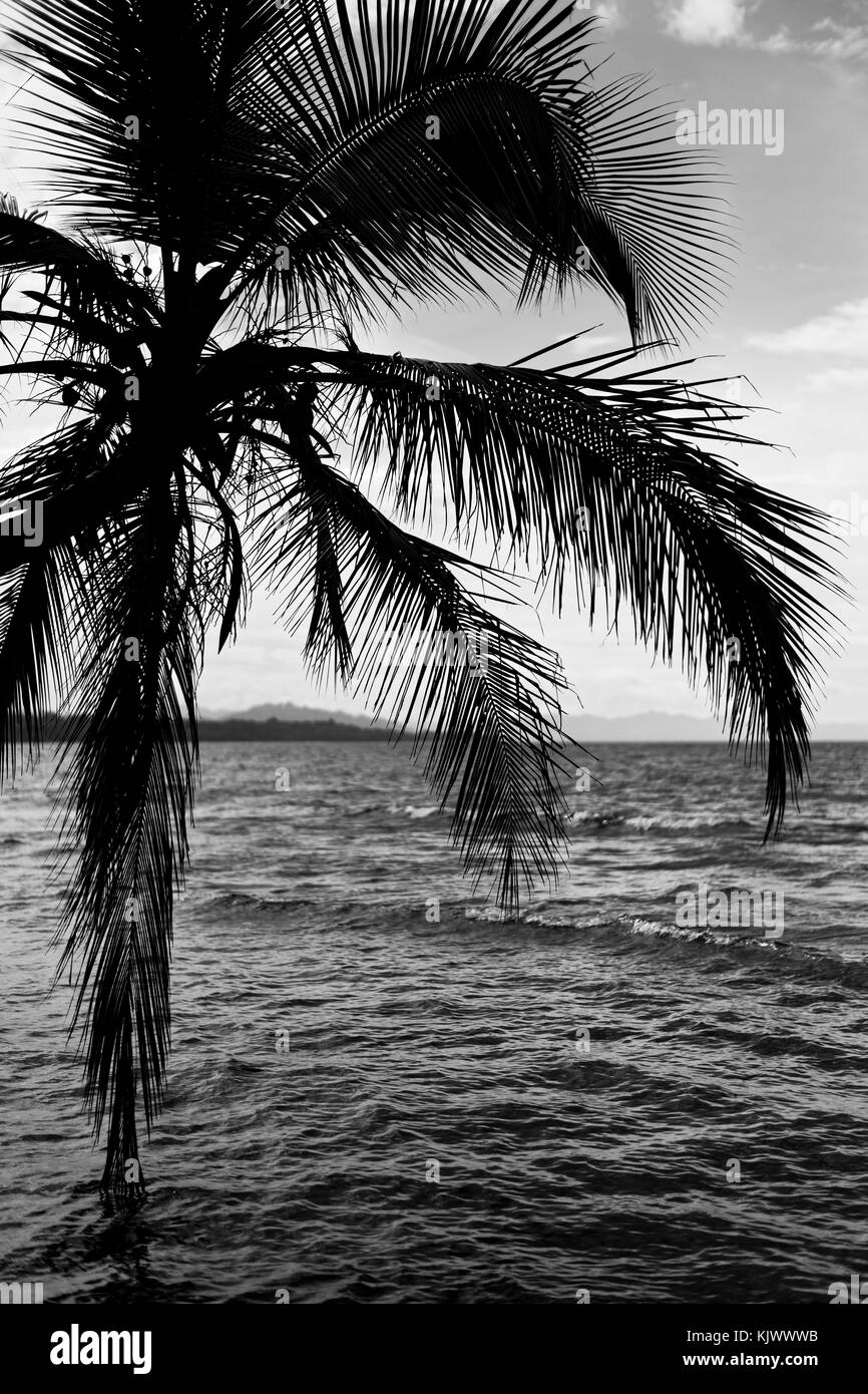 Ein landschaftlich schöner Blick auf das Karibische Meer durch die Blätter einer Kokosnusspalme. (Cocos nucifera) Stockfoto
