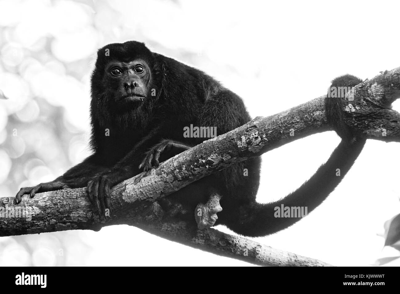 Eine weibliche Mantelheullerin (Alouatta palliata) sitzt in einem hohen Baum und beobachtet genau, was die Fotografin tut. Stockfoto