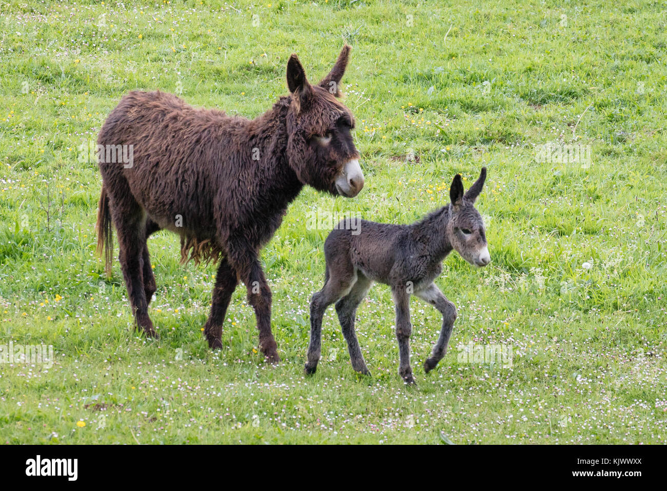 Poitou Esel und junge Fohlen in einer Wiese in der Nähe des Dorfes Pandielo in die Picos de Europa Berge im Norden Spaniens Stockfoto