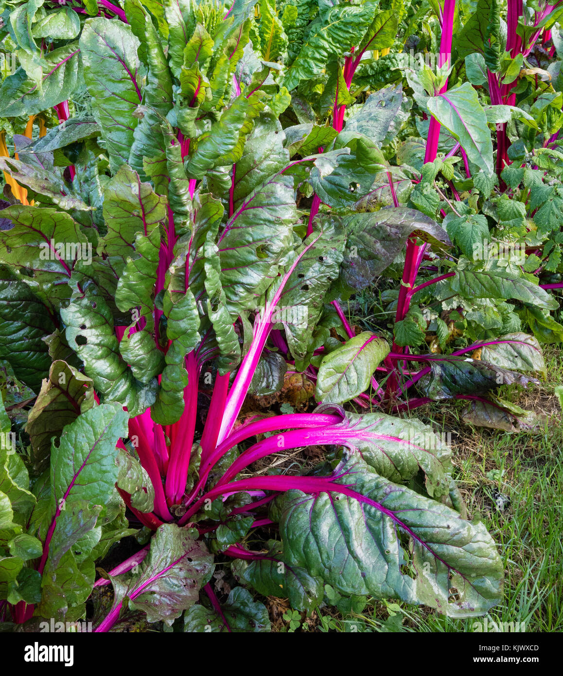 Helles Kirschrot und rote Stiele von Rainbow Mangold in einer organischen Gemüsegarten wachsen Stockfoto