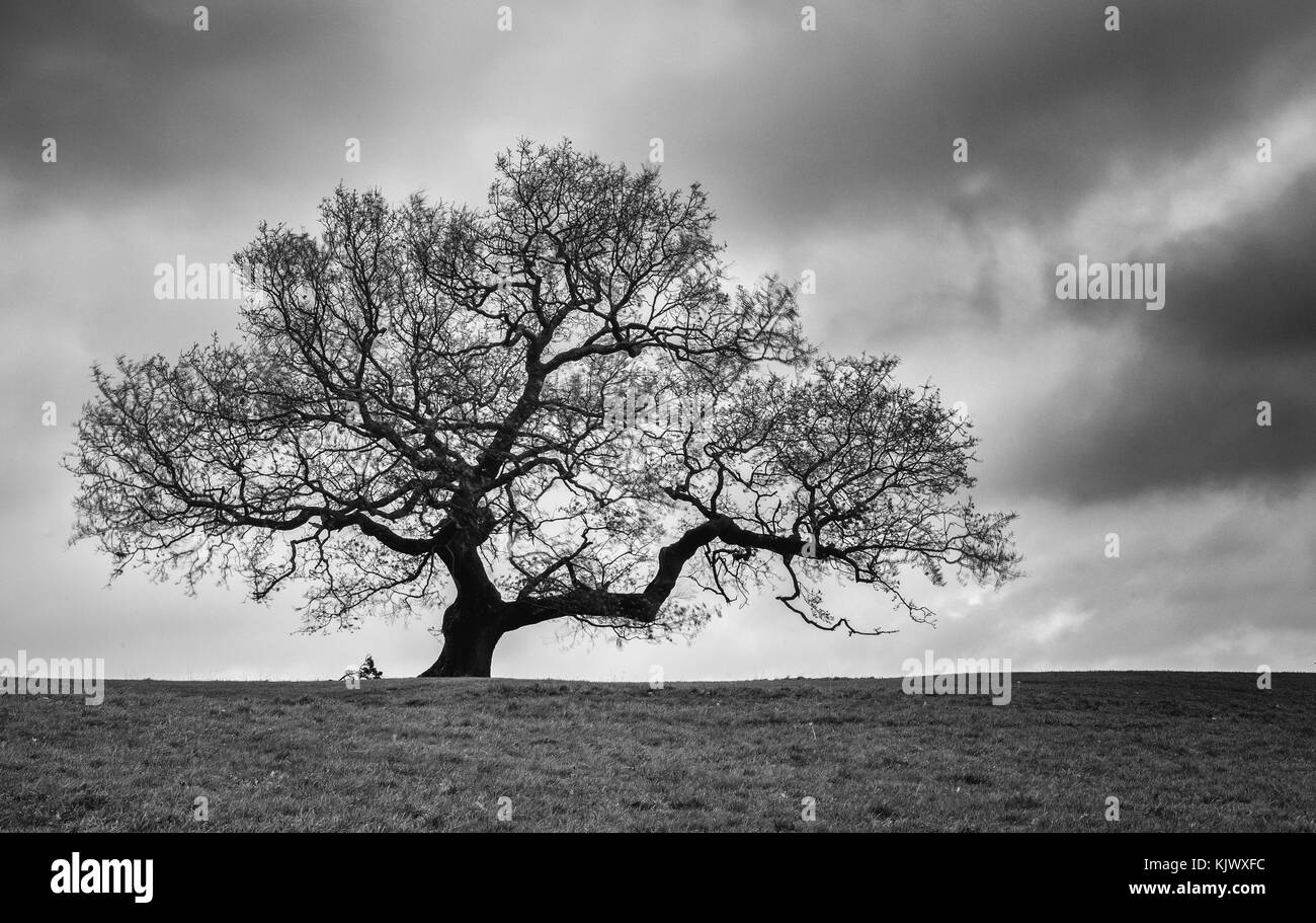 Lone Oak Tree der ruhenden winter Phase mit bewölktem Himmel - Ashton Court Bristol UK (mononchrome Bild) Stockfoto