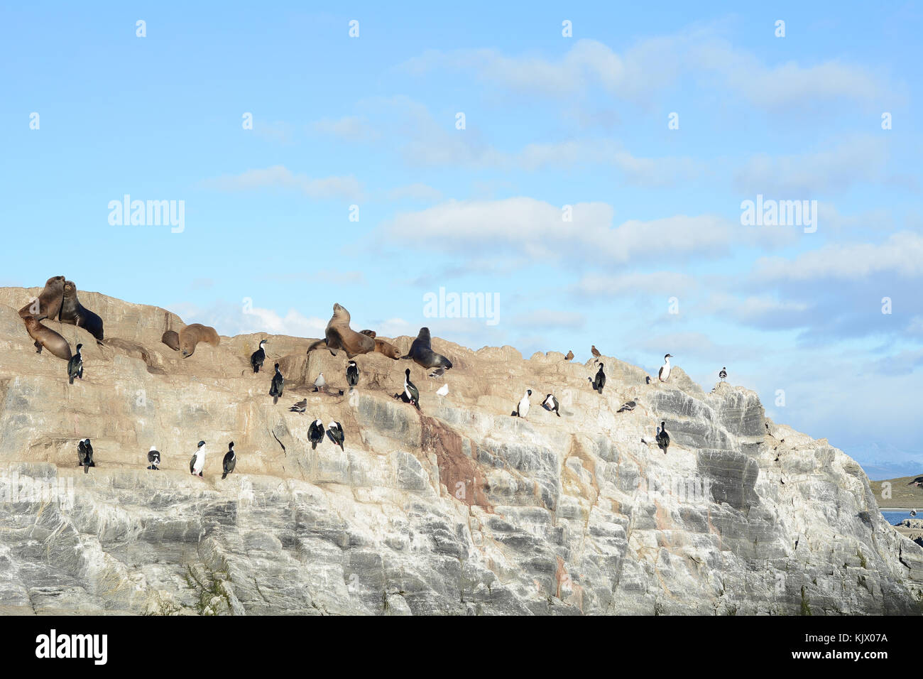 Eine Gruppe von Robben und Seelöwen im Beagle Kanal in der Nähe von Ushuaia, Feuerland, Argentinien. Stockfoto