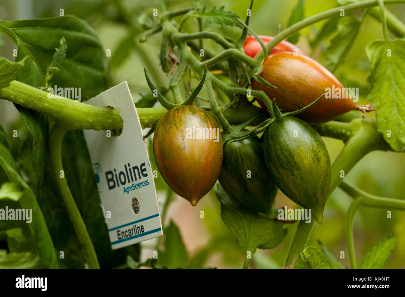 Tomaten wachsen mit Bioline natürliche räuberische Insekten Schutz Stockfoto
