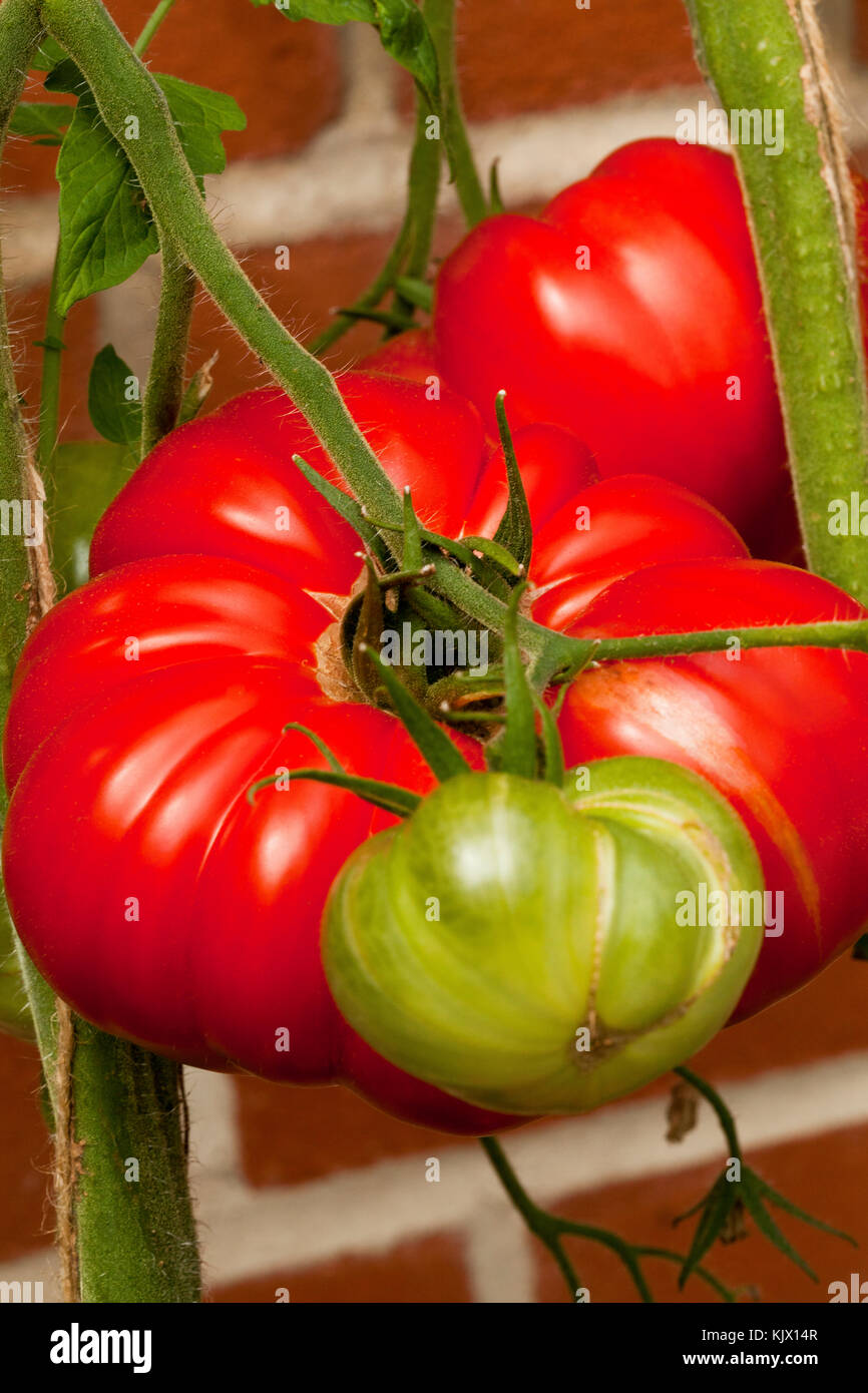 Ein Rindfleisch Tomaten auf der Rebe Stockfoto