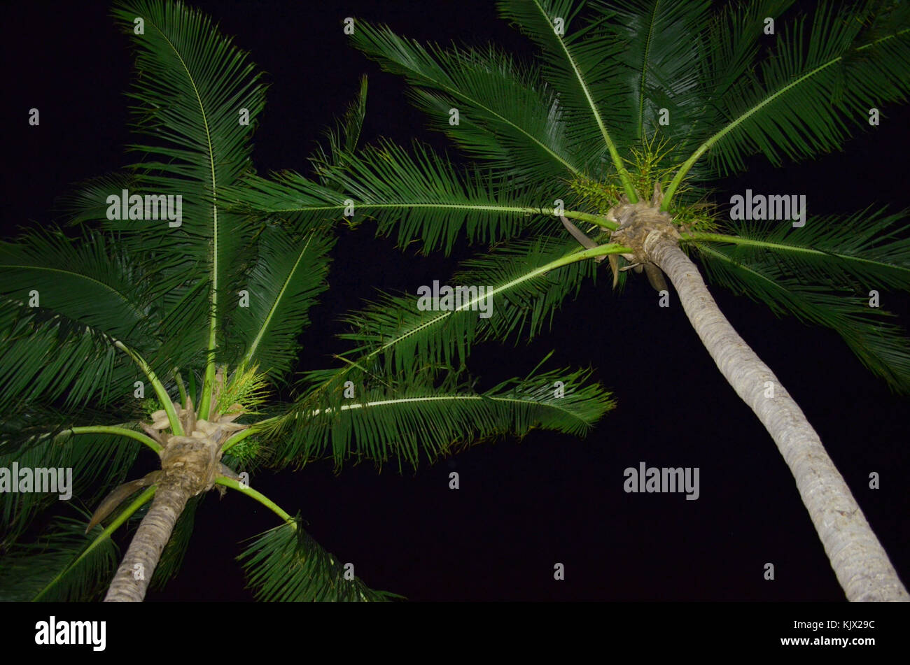 Zu zwei beleuchteten Palmen gegen einen Nachthimmel genommen Stockfoto