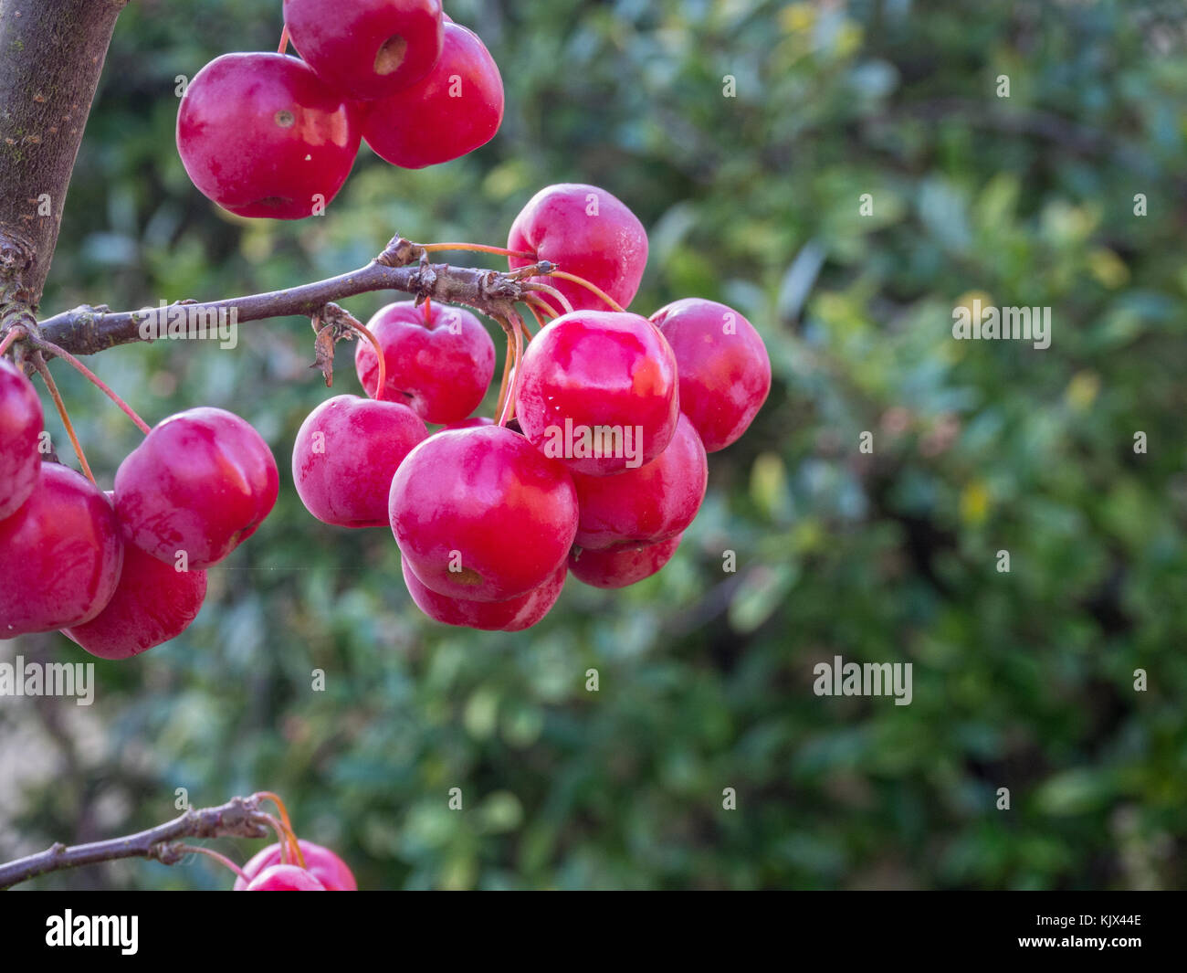 Nahaufnahme der roten Früchten der Malus 'Red Sentinel' Stockfoto