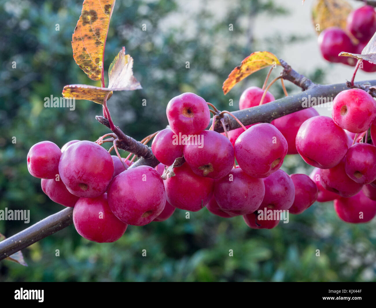 Nahaufnahme der roten Früchten der Malus 'Red Sentinel' Stockfoto