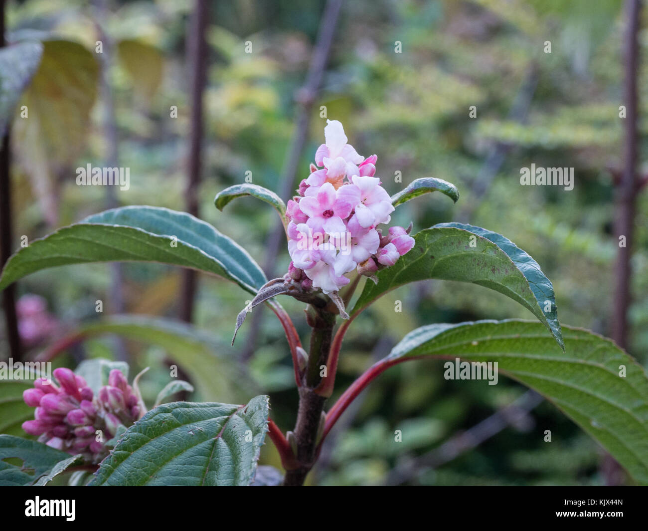 In der Nähe der rosa Blüten der Viburnum x bodnantense 'dawn' Stockfoto