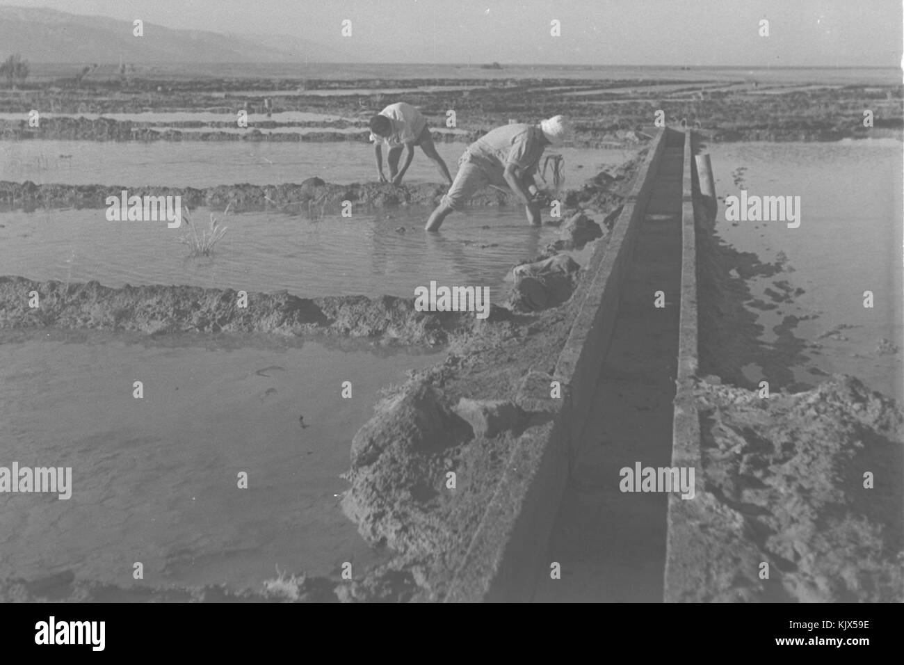 Mitglieder des Kibbuz Beit HAARAVA ÜBERSCHWEMMUNGEN IHRE FELDER MIT WASSER AUS DEM JORDAN ZUR VERRINGERUNG DER SALZGEHALT DES SOID 14 110 Stockfoto