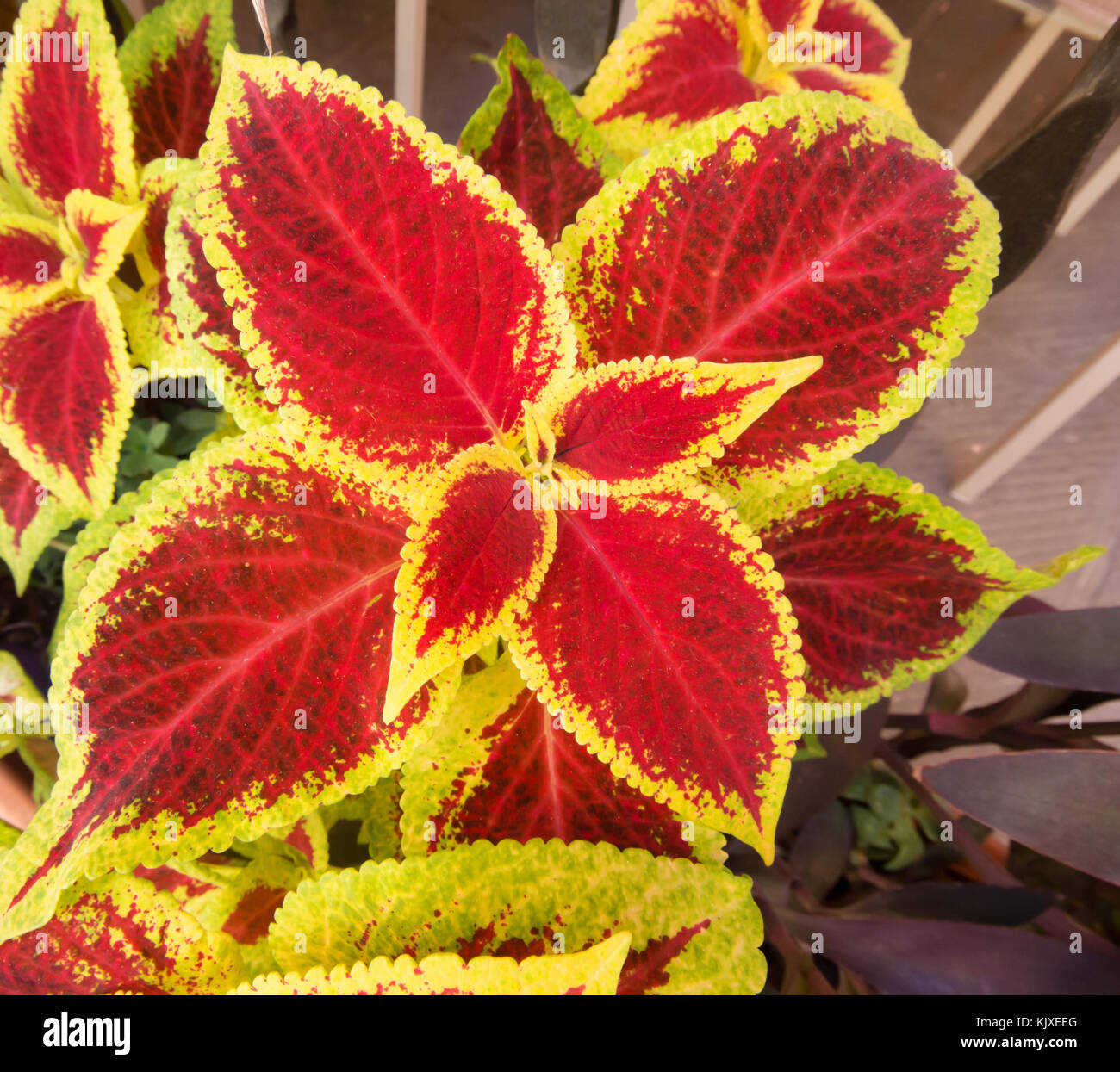Sfondo giardino Fotos und Bildmaterial in hoher Auflösung Alamy
