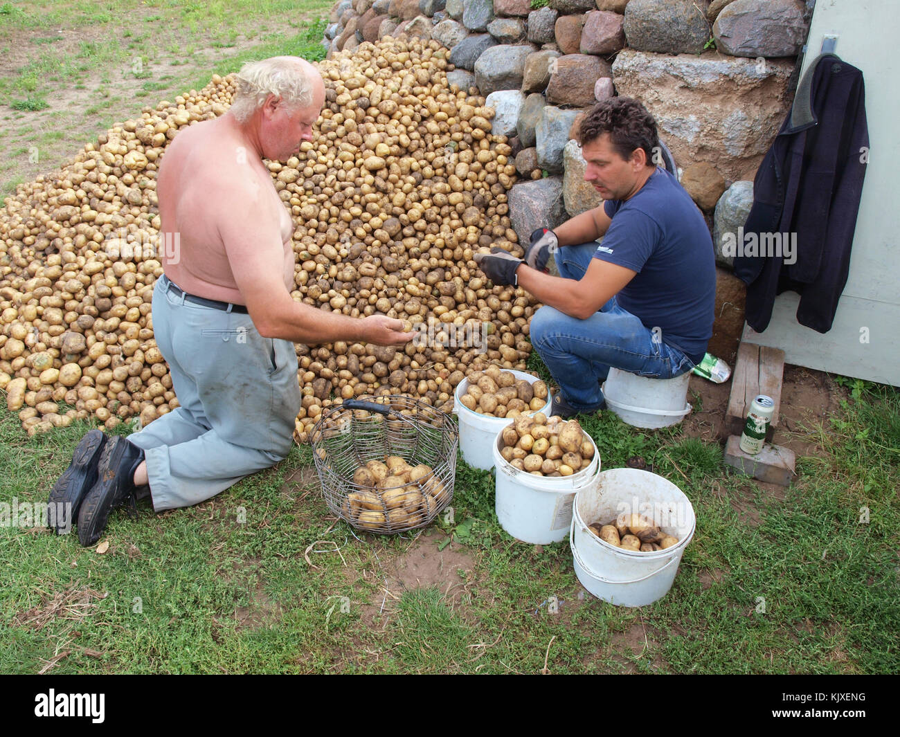 Nica, Lettland - 30, 2015 August: Land Männer sind Sortierung von Kartoffeln im Freien in Eimern stack. Stockfoto