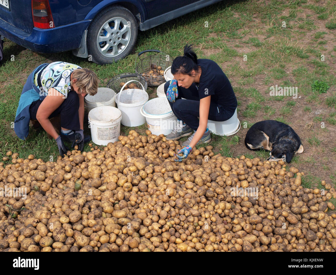 Nica, Lettland - 30, 2015 August: Land Frauen sind Sortierung von Kartoffeln im Freien in Eimern stack. Stockfoto