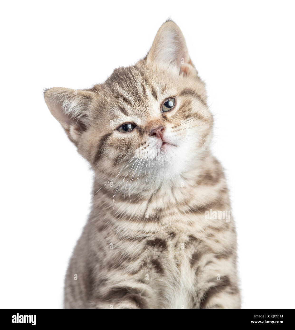 Zufriedene Katze portrait isoliert Stockfoto