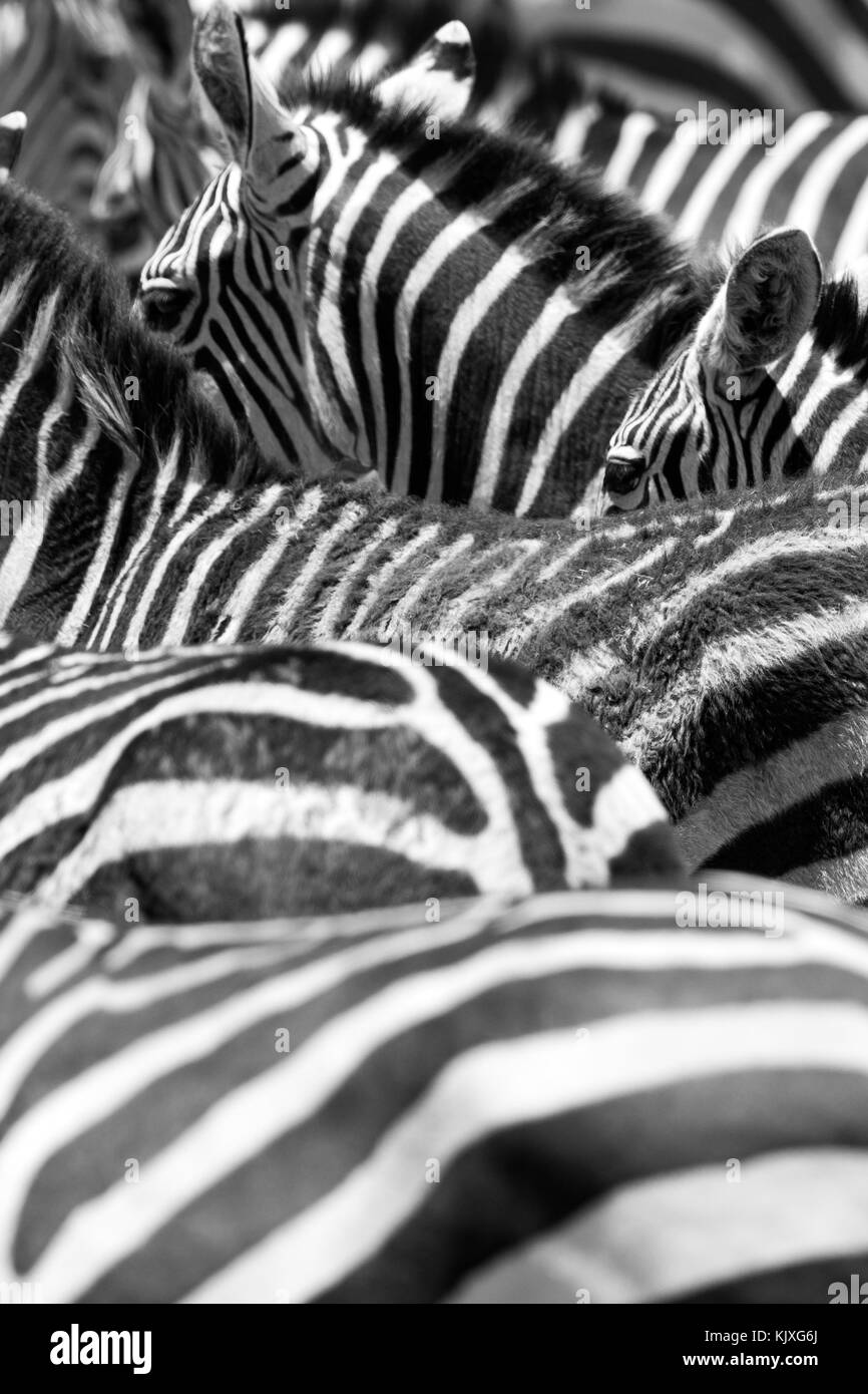 Nahaufnahme der Schwarz und Weiß Zebra Streifen Stockfoto