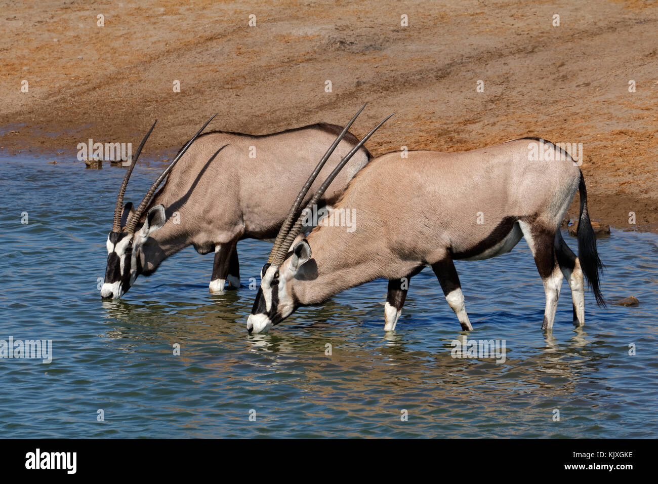 Oryx Antilopen (Oryx Gazella) Trinkwasser, Etosha Nationalpark, Namibia Stockfoto