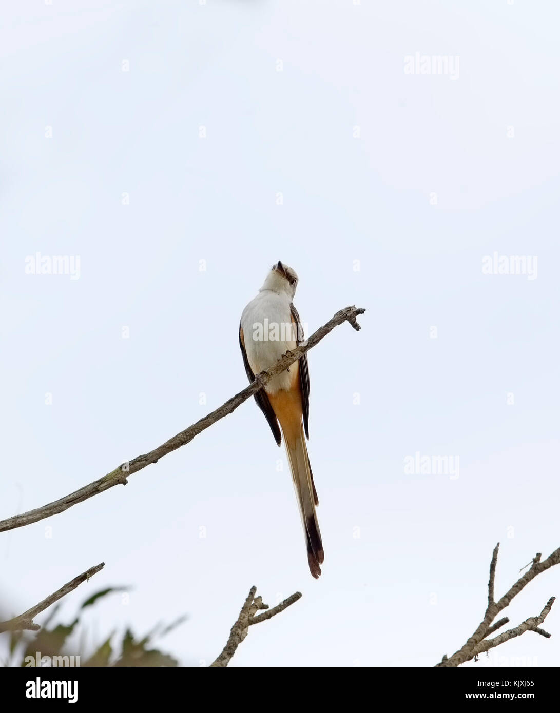 Scherenschwanzflycatcher High Key Stockfoto