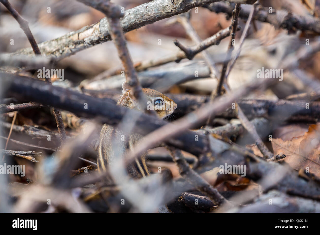 Eichhörnchen im Wald. Stockfoto