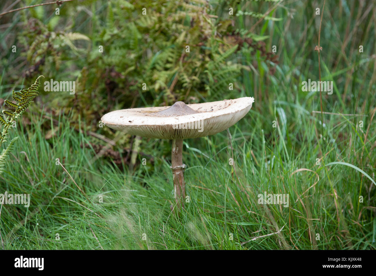Sonnenschirm Pilz (Macrolepiota procera) Richmond Park, London, Großbritannien, Britische Inseln Stockfoto