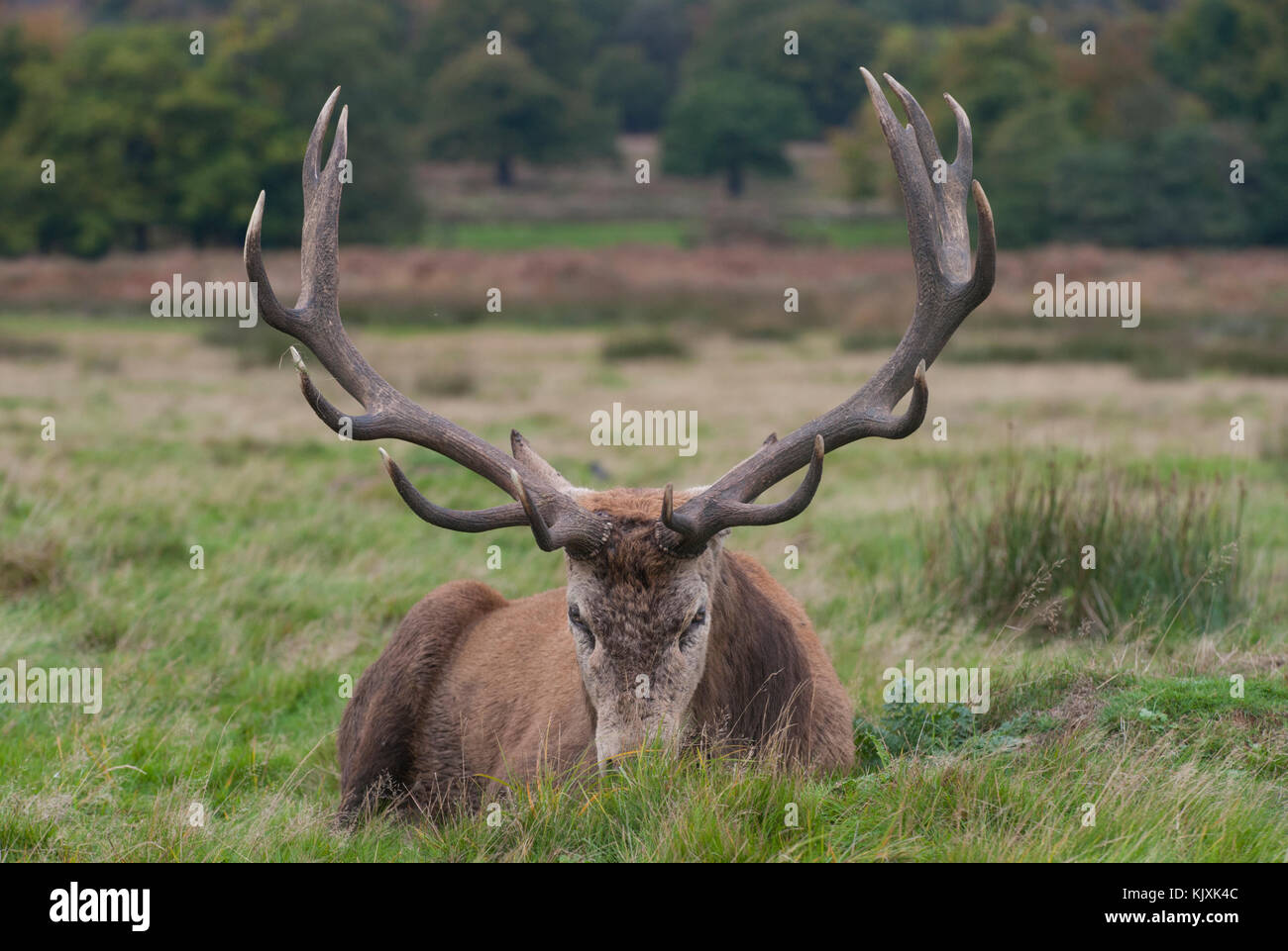 Red Deer stag im Herbst (Cervus elaphus), Richmond Park, London, Vereinigtes Königreich Stockfoto