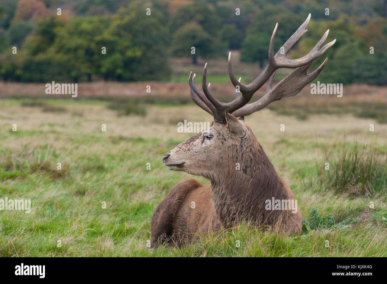 Red Deer stag im Herbst (Cervus elaphus), Richmond Park, London, Vereinigtes Königreich Stockfoto