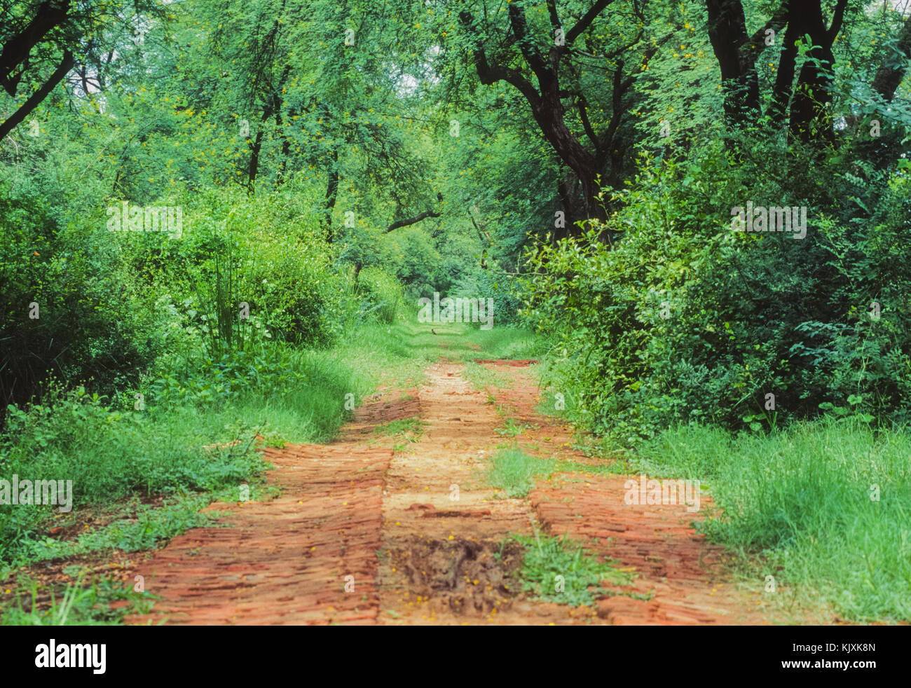 Wanderweg in Keoladeo Ghana National Park oder Bharatpur Vogelschutzgebiet, Bharatpur, Rajasthan, Indien Stockfoto