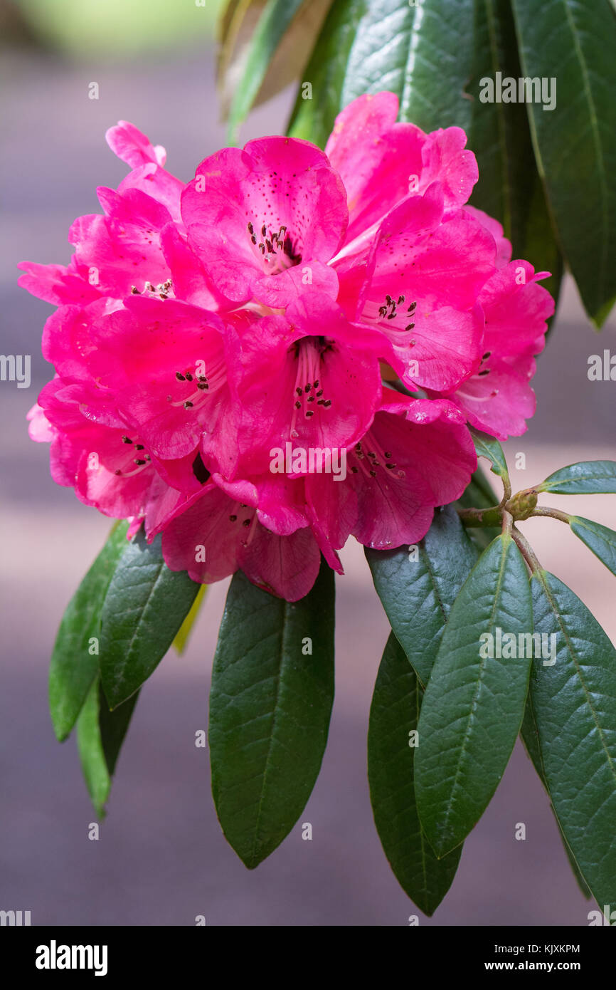 Großer Baum wie Rhododendron - Rhododendron arboreum - Blume Stockfoto