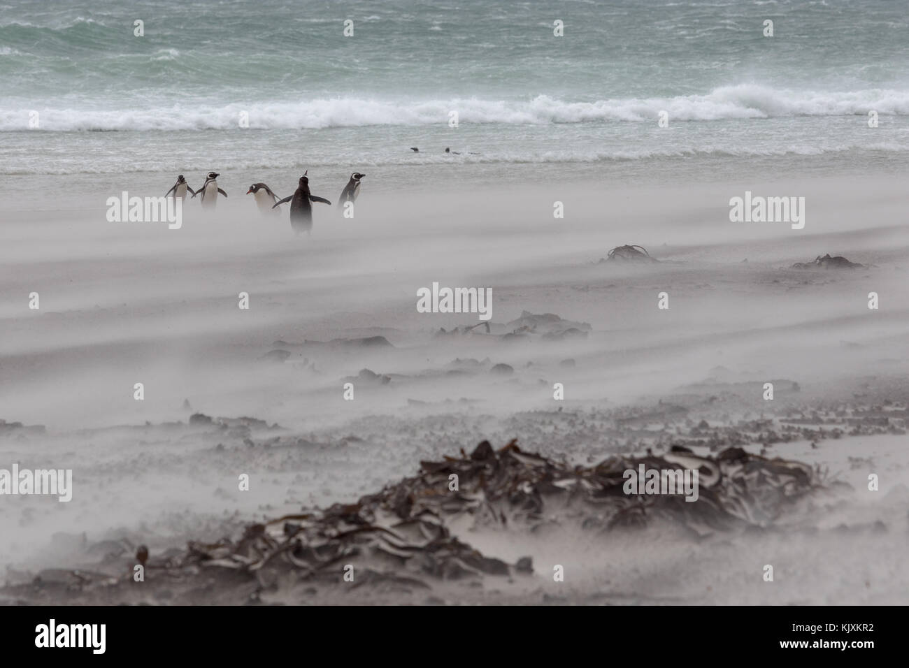 Pinguine im Sandsturm Stockfoto