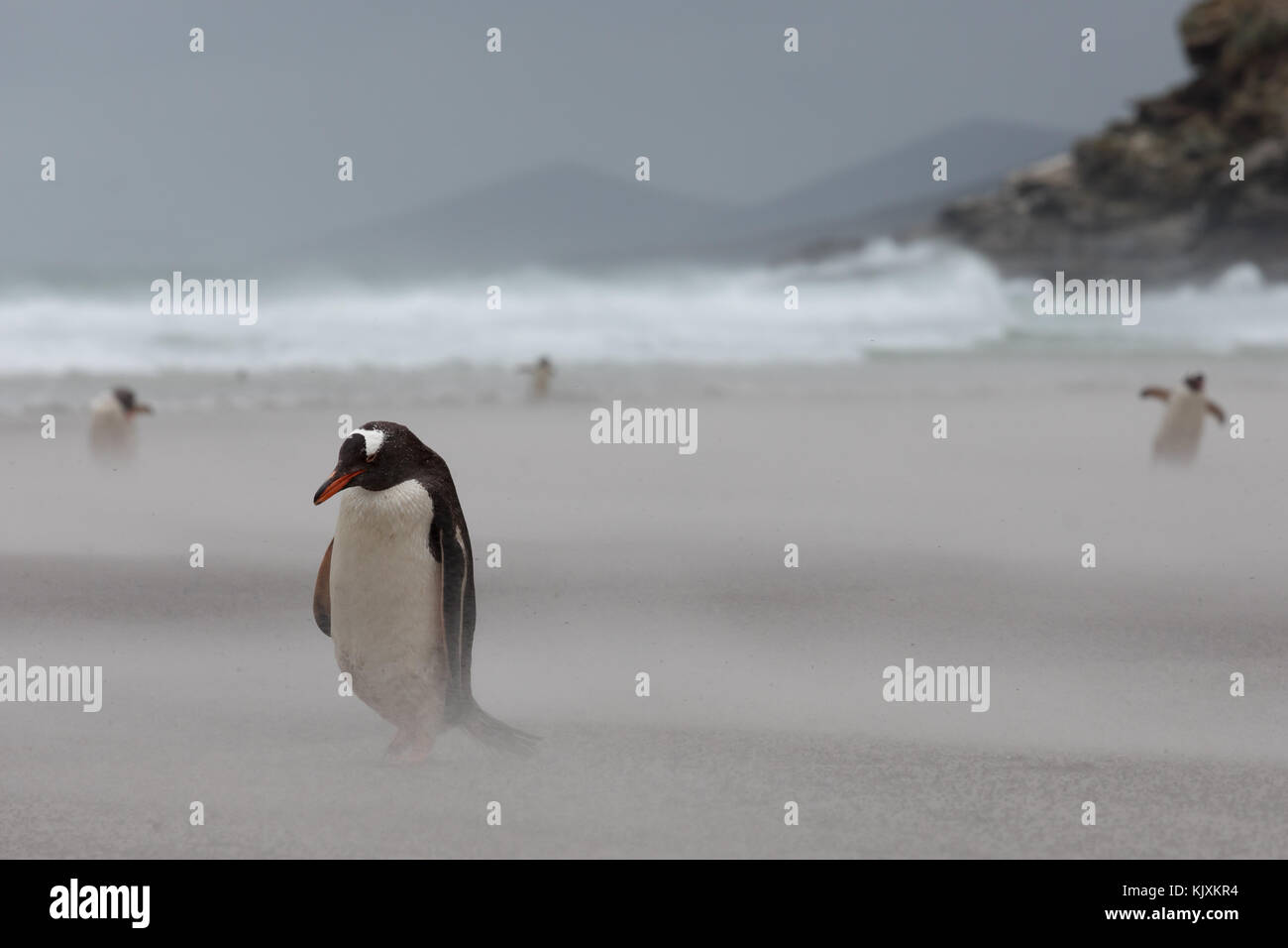 Pinguin in Sandstorm Stockfoto