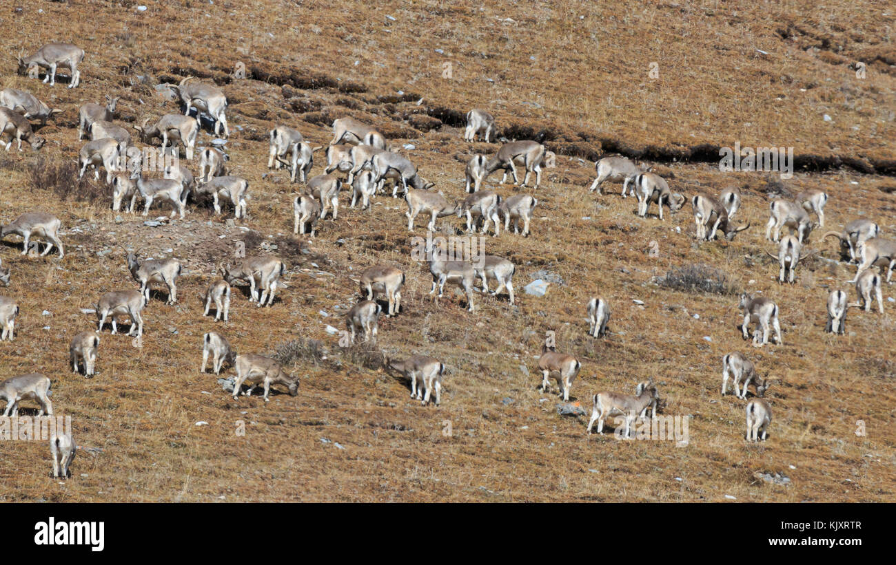 Herde der Himalayan Blue Sheep, oder Bharal (Pseudois nayaur Naur) auf ein Gebirge, SiChuan, in einem tibetischen Region, China Stockfoto