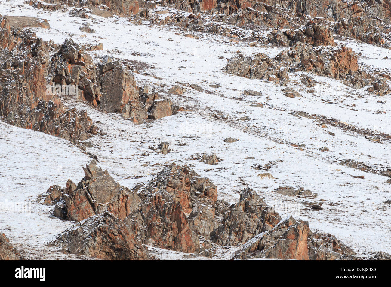 WILD getarnt Snow Leopard (Panthera Uncia) in Tibet zu Fuß auf einem Berghang Stockfoto