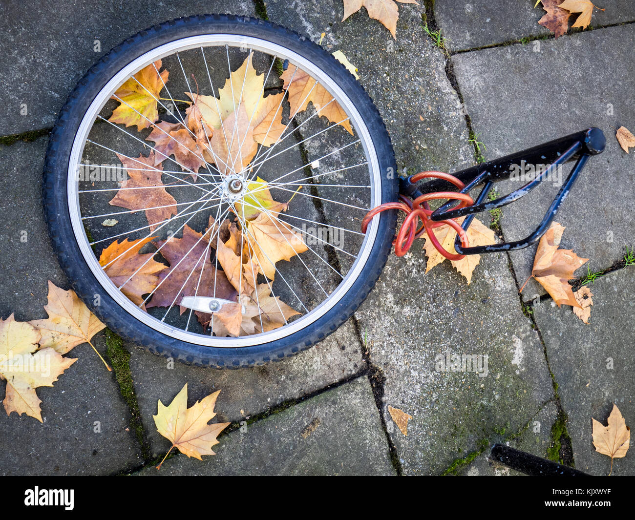 Gestohlenes Fahrrad - nur das Vorderrad, die zu einem Pfosten gesperrt war, bleibt unter der Blätter im Herbst Stockfoto