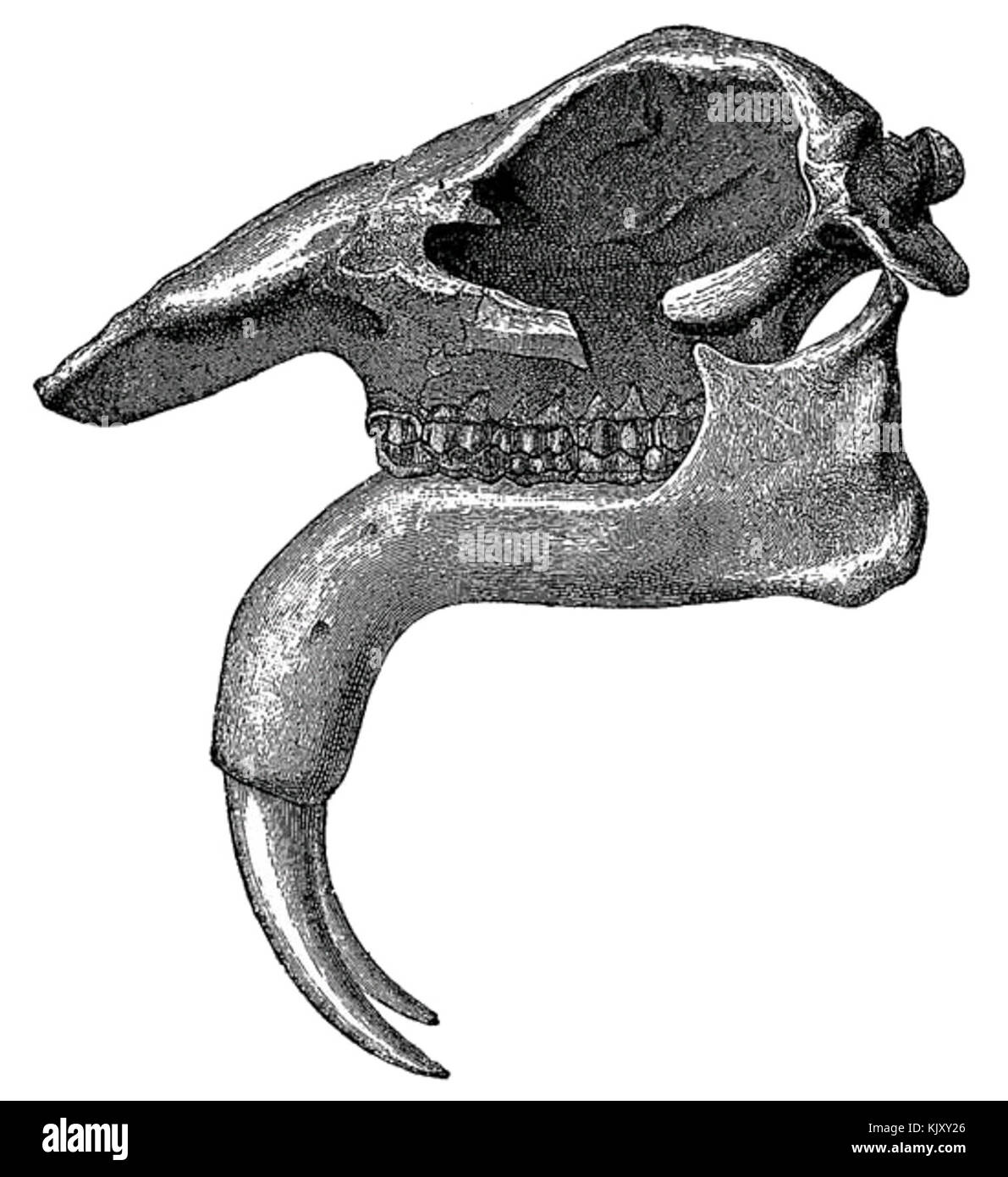 Dinotherium Giganteum Kopf Stockfoto