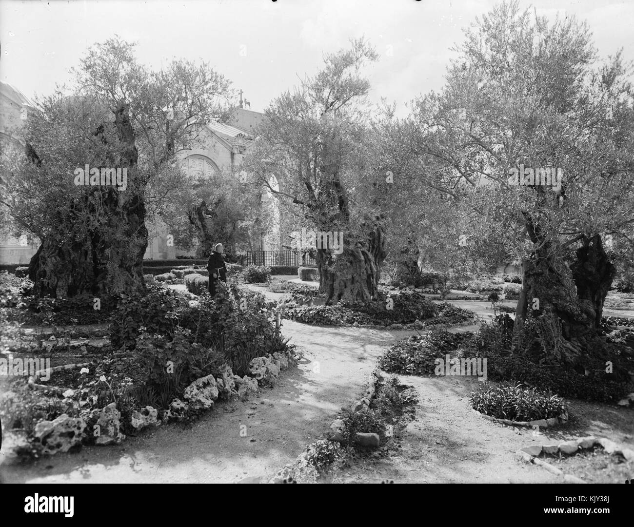 Garten Gethsemane, im Gehäuse. Jerusalem Stockfoto