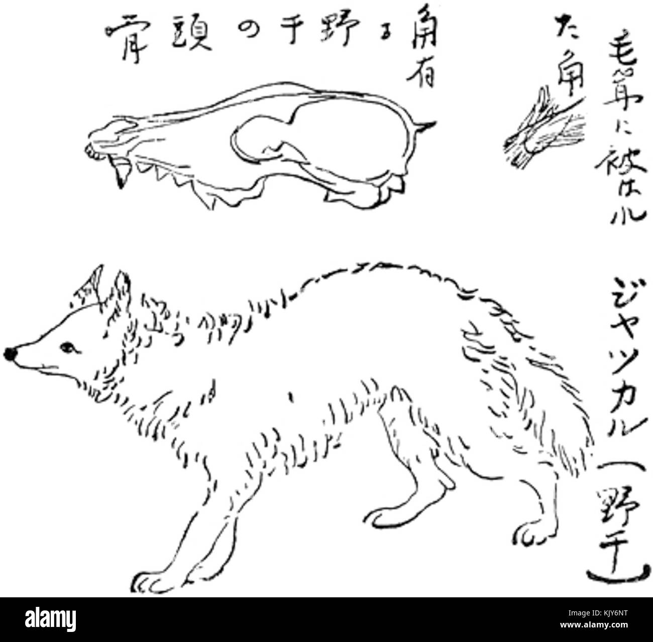 Kumakusu Yakan Stockfoto