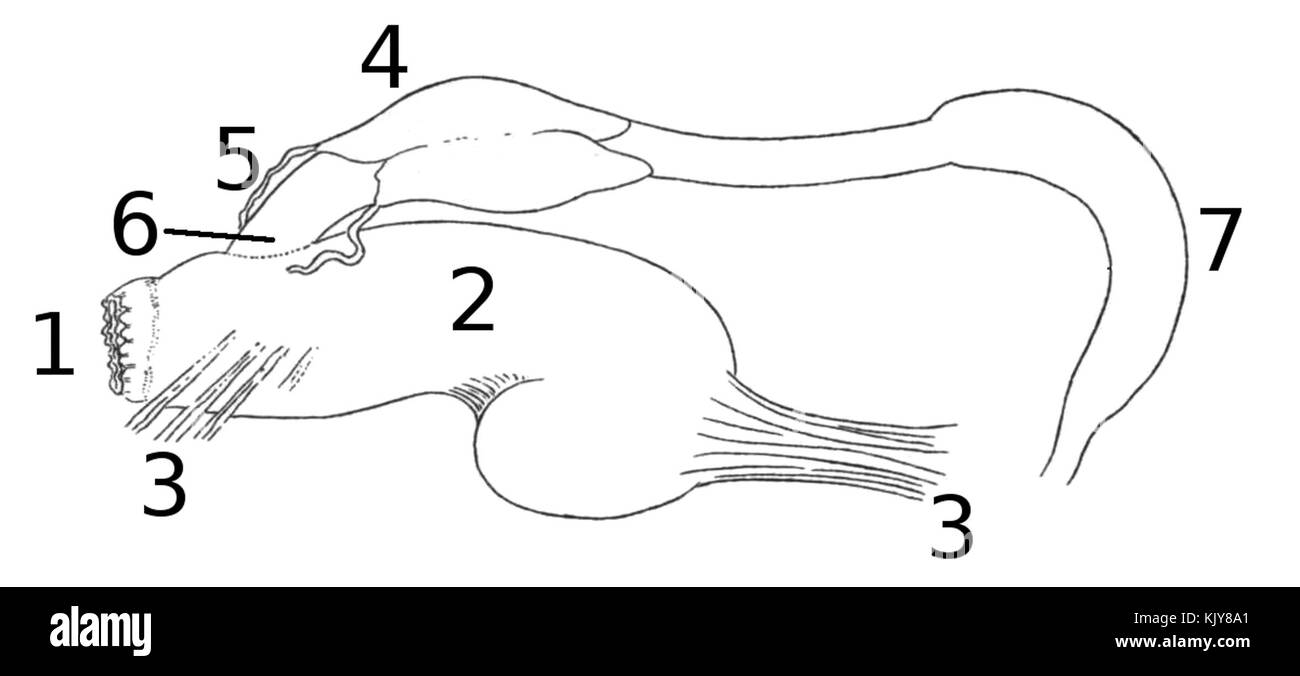Paryphanta busbyi, eine in Neuseeland heimische Landschneckenart, hat ein eigenes Verdauungssystem, das eine Schlüsselrolle bei ihrem Fütterungsverhalten und der Nährstoffverarbeitung spielt. Die Art zeichnet sich durch ihre große Größe und ihre einzigartige Anatomie aus. Stockfoto