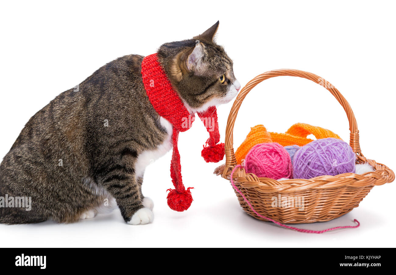 Große, graue Katze in einem roten Schal und einen Korb mit Gewinde, isoliert auf weißem Stockfoto