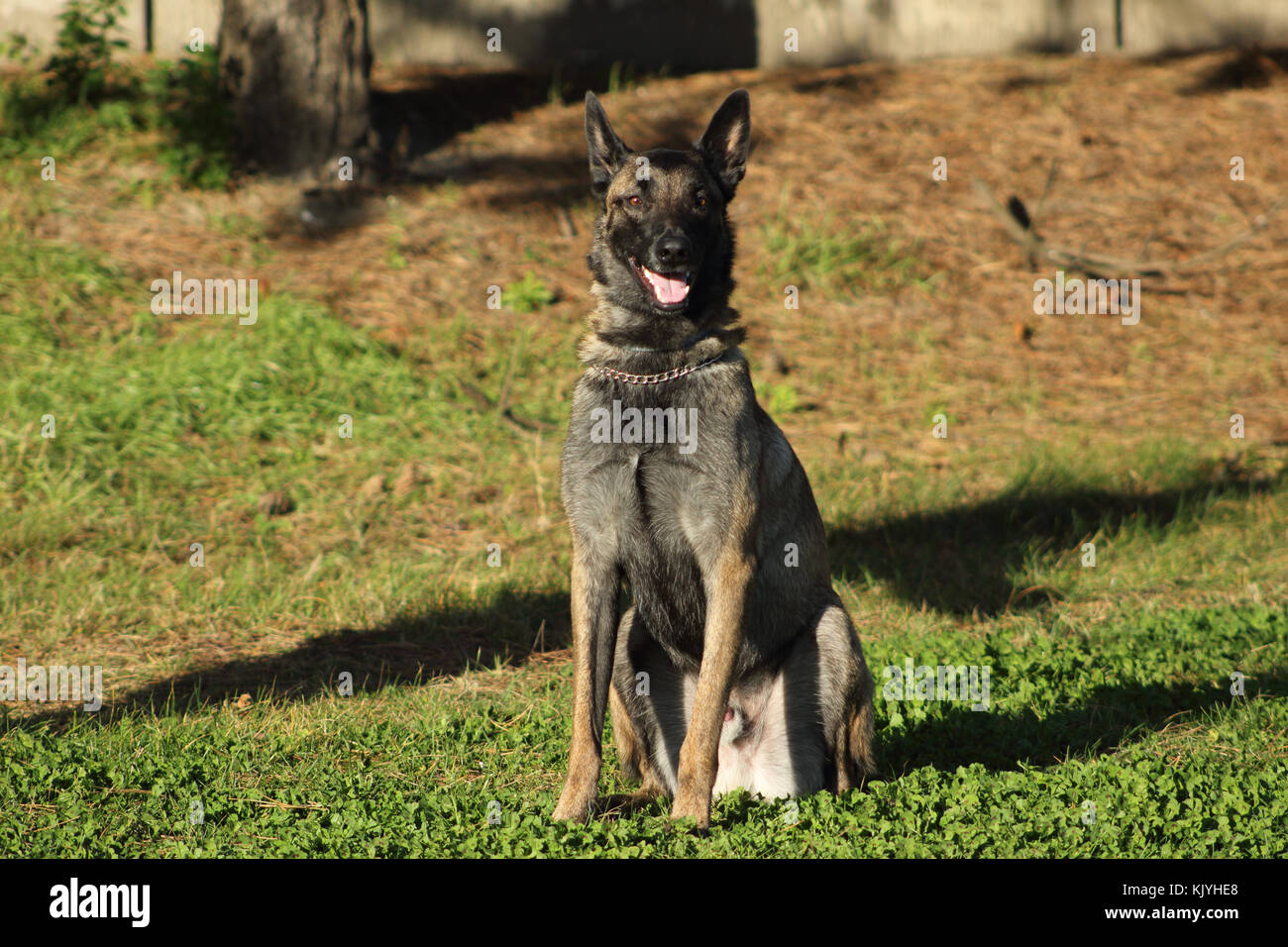 Malinois belgischer Schäferhund im Sitzen ohne sich zu bewegen und warten auf Aufträge Stockfoto