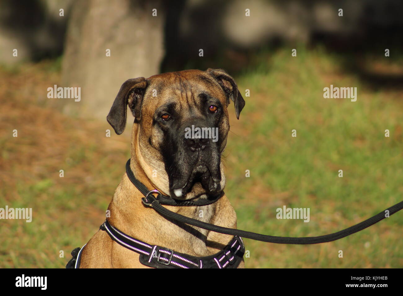 Porträt einer Cane Corso Hund mit zarten Augen und Mund mit Sabber gefüllt Stockfoto