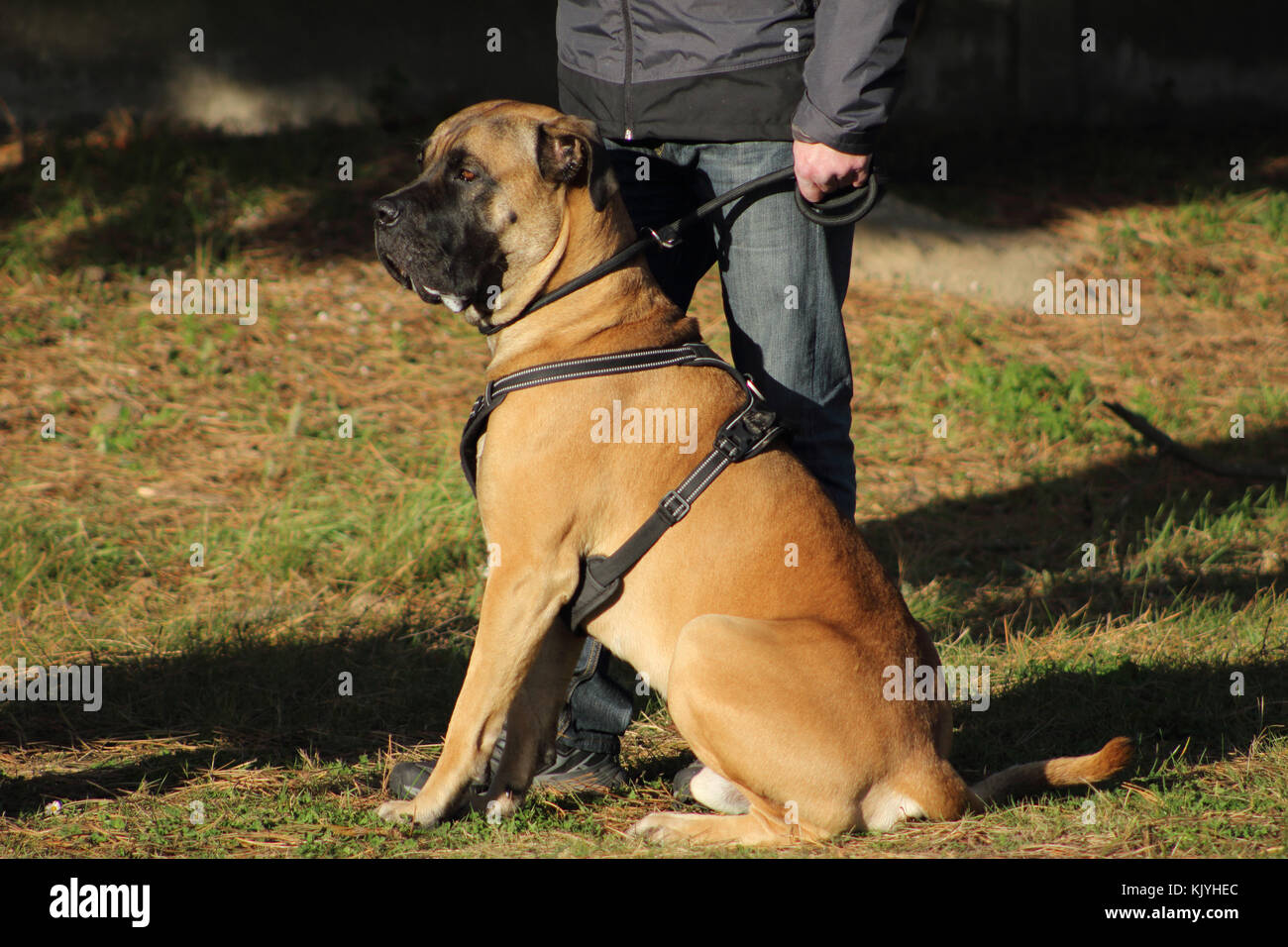 Porträt einer Cane Corso Hund mit zarten Augen und Mund mit Sabber gefüllt Stockfoto