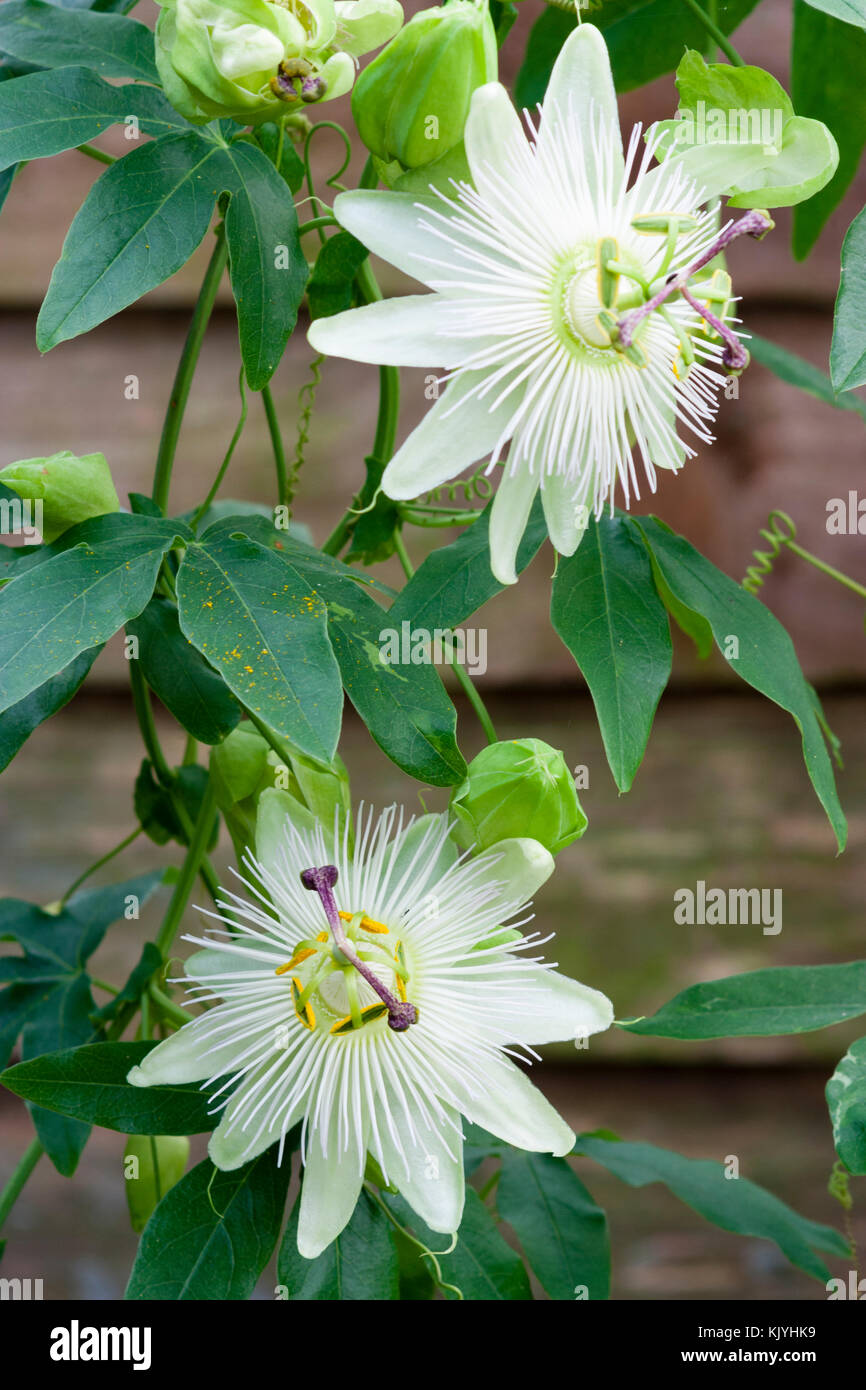 Weiße Leidenschaft Blumen der Hälfte winterharte Staude ranke Kletterer, Passiflora caerulea 'Constance Elliott' Stockfoto