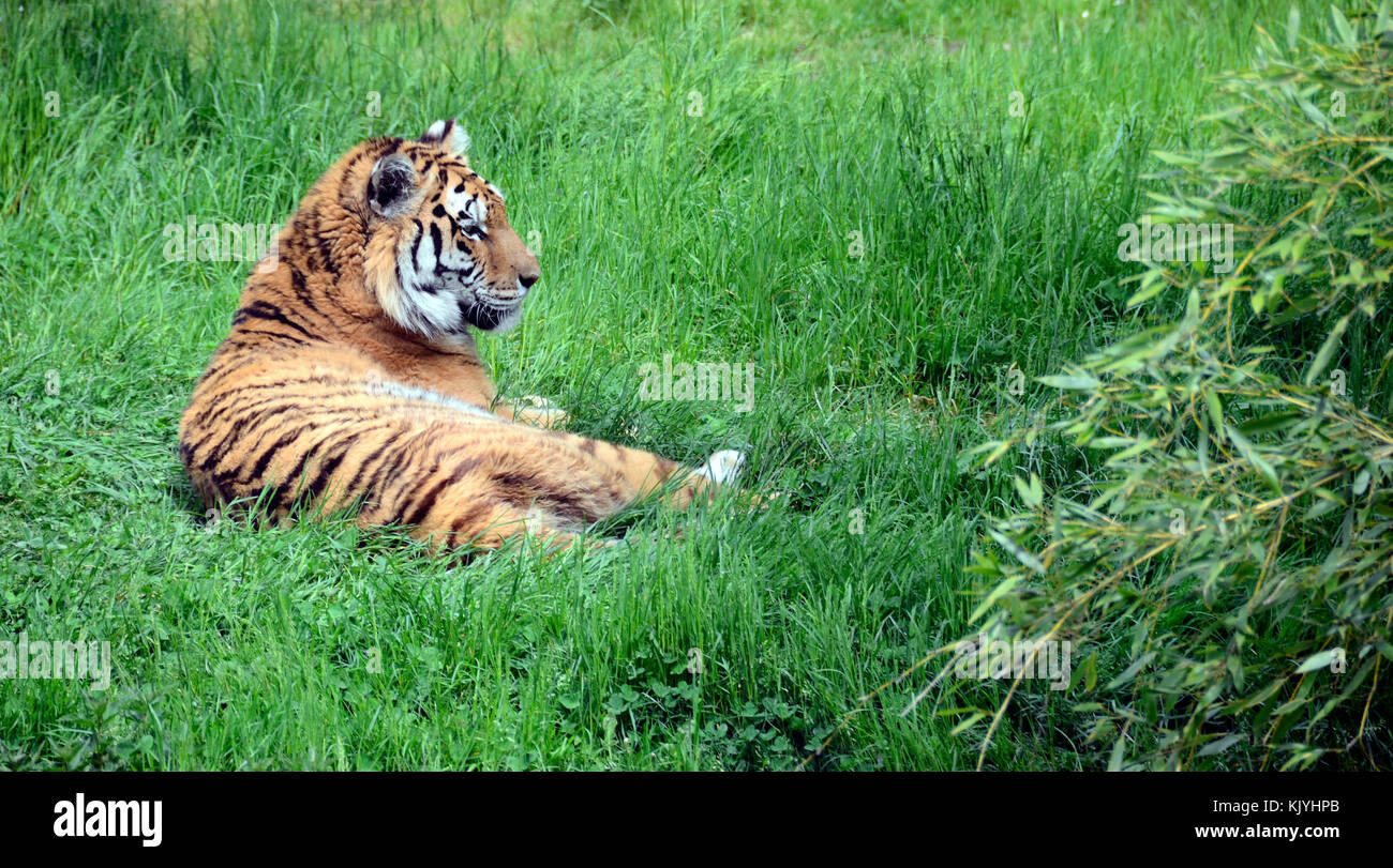 Royal Tiger oder Bengal Tiger liegend auf grünem Gras Stockfoto