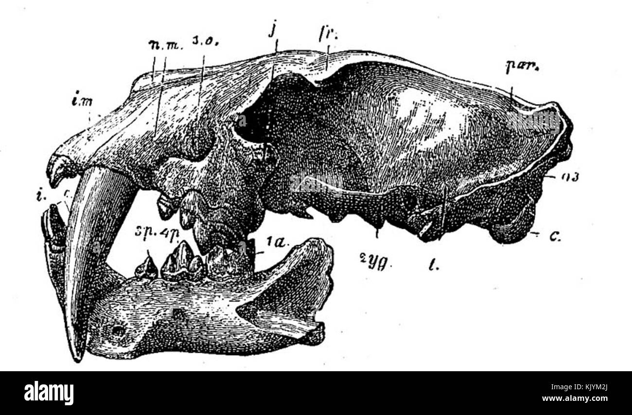 Macerodus Kopf Stockfoto