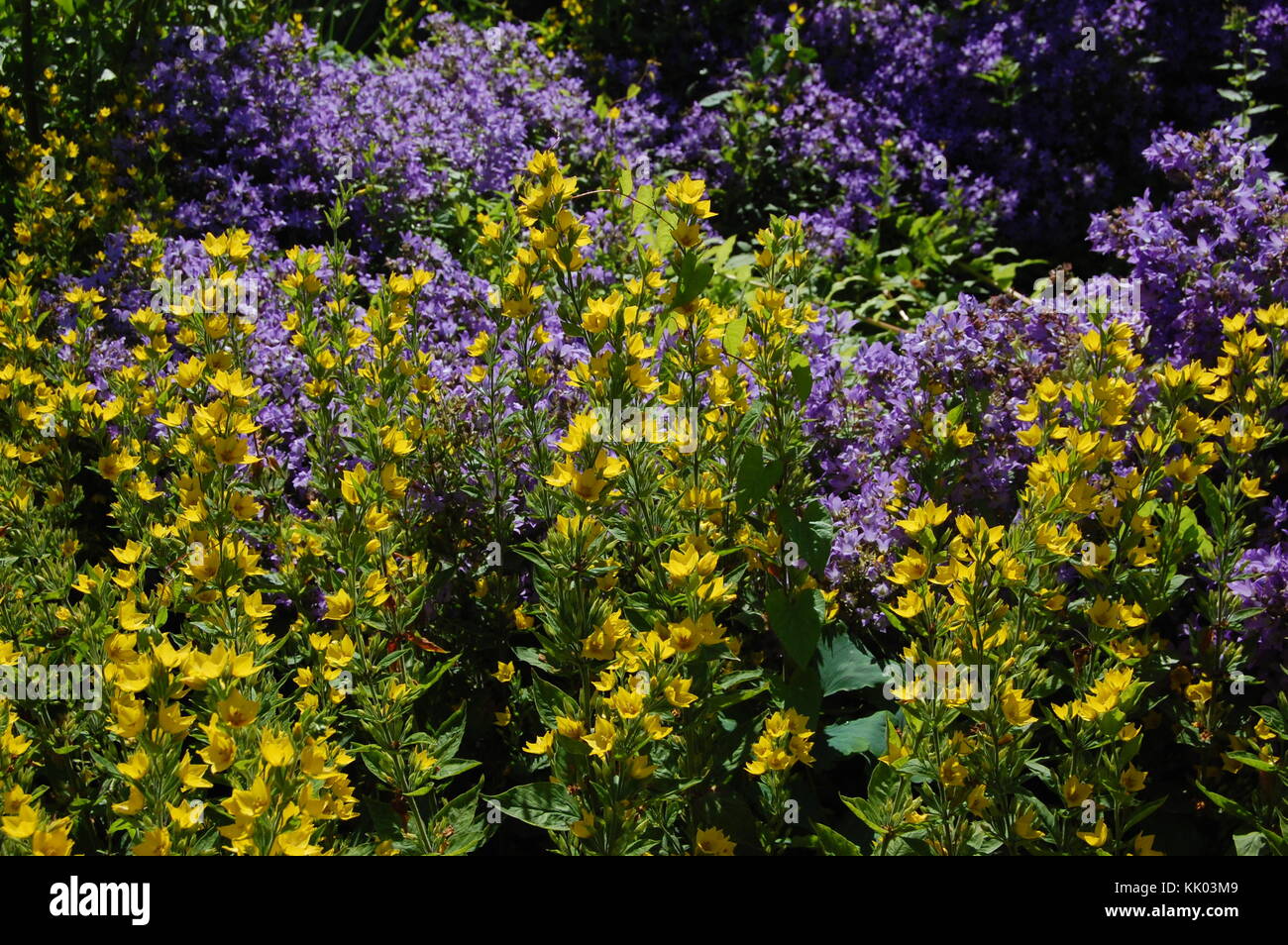 Lila und Gelb der Blumen in einem Garten Stockfoto