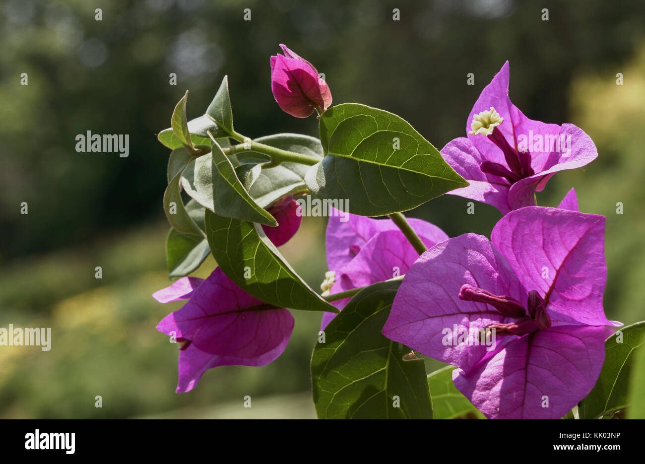 Nahaufnahme der näher von rosa Blüten und Blätter mit grünem Hintergrund Stockfoto